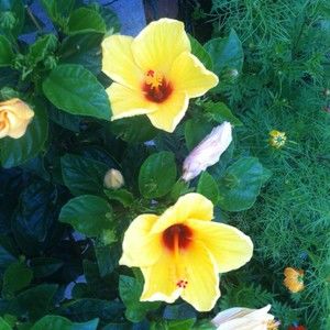 Meet your Posher, Maureen